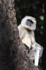 langur